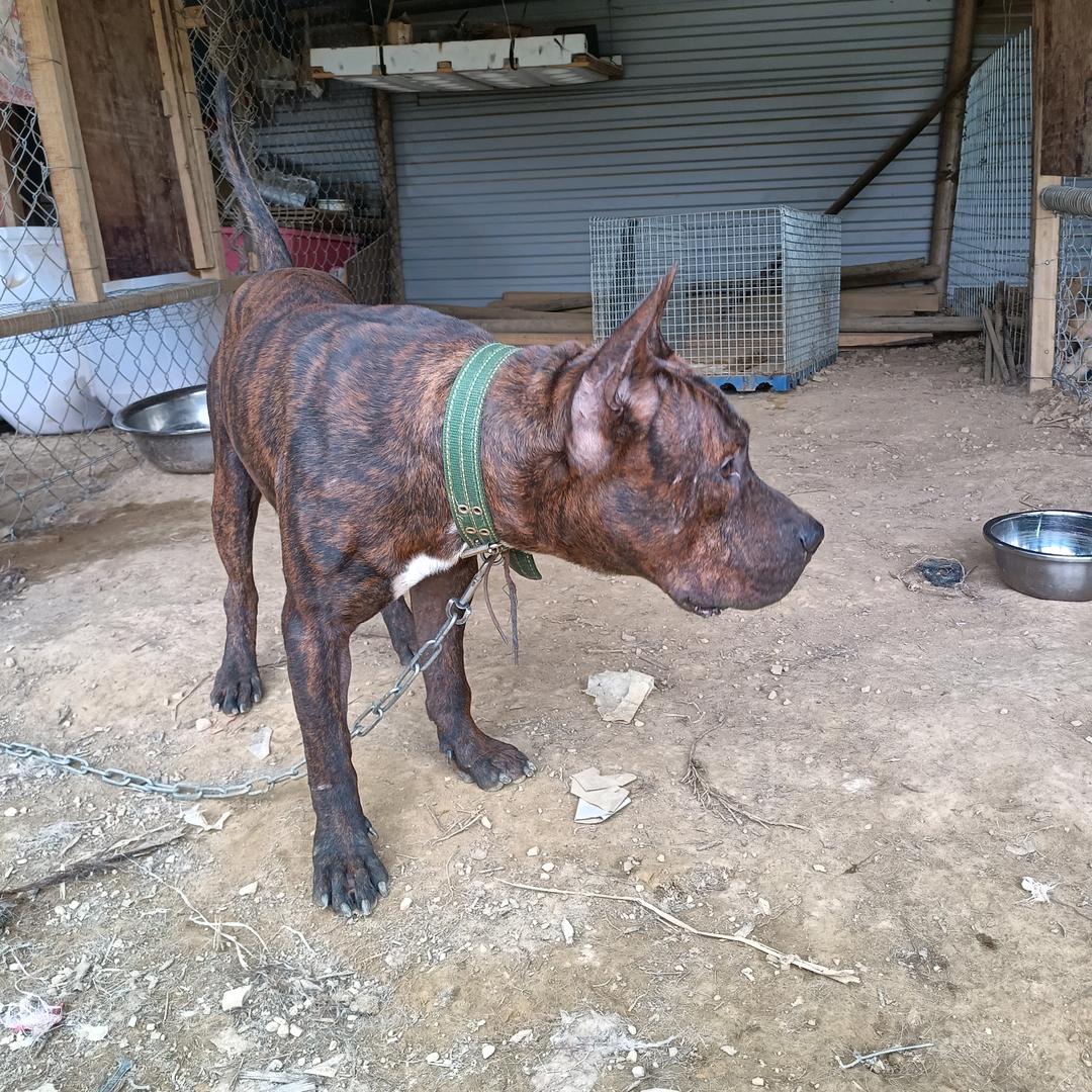 湘西猎犬管理员