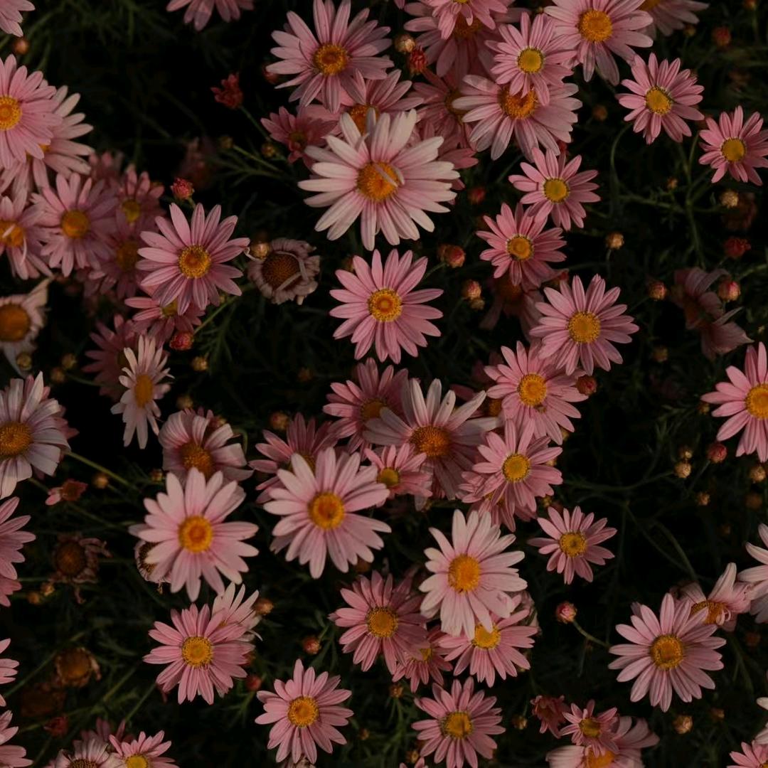酒肆