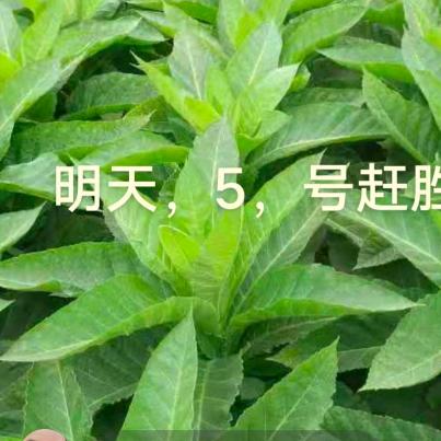 刺玫瑰