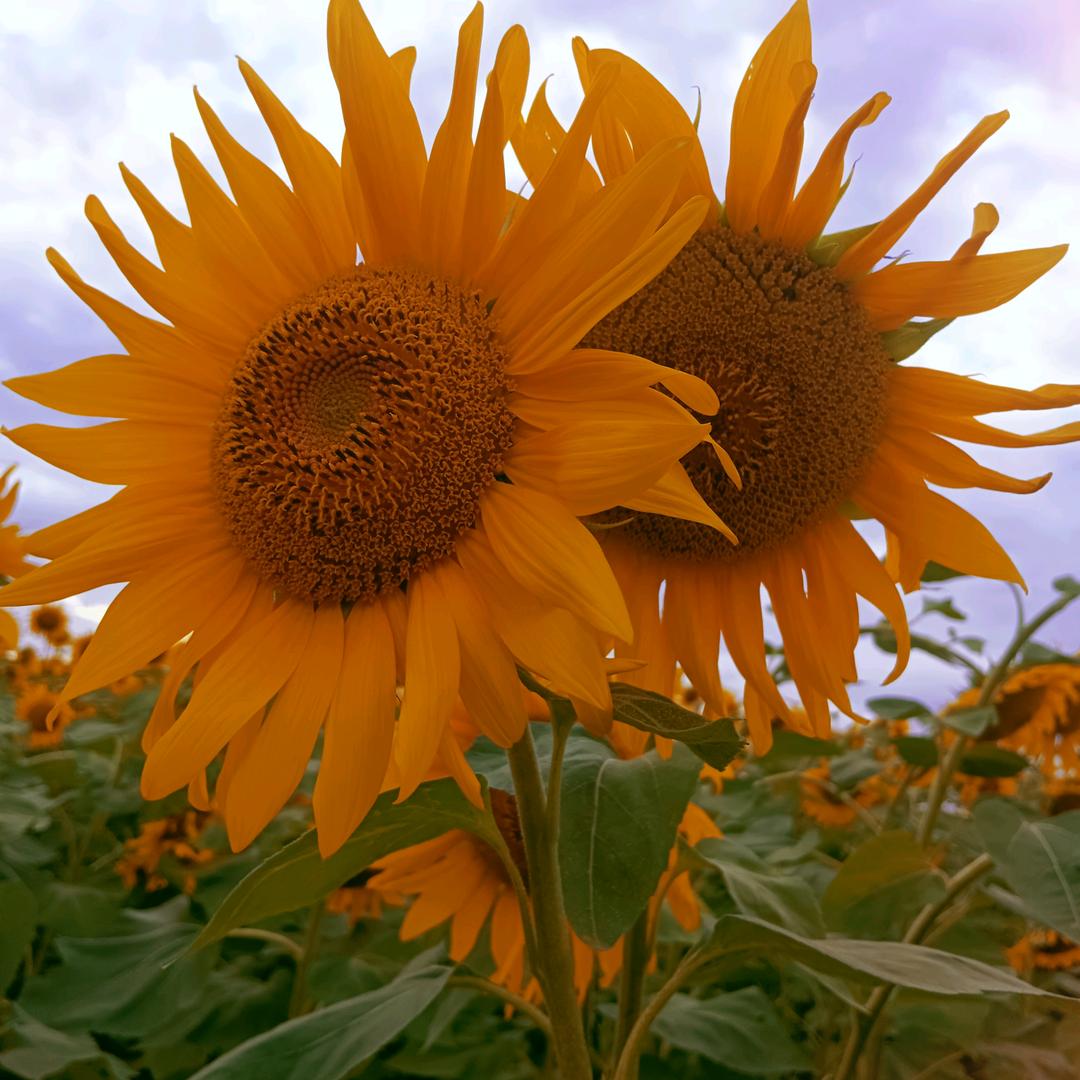 🌈维你守候✌️🐏🐑