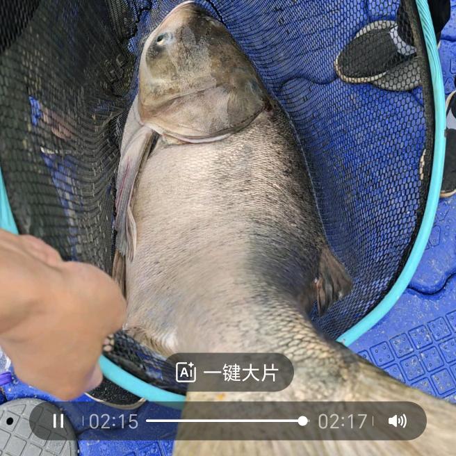 喜洋洋爱钓鱼#苑者上钩#