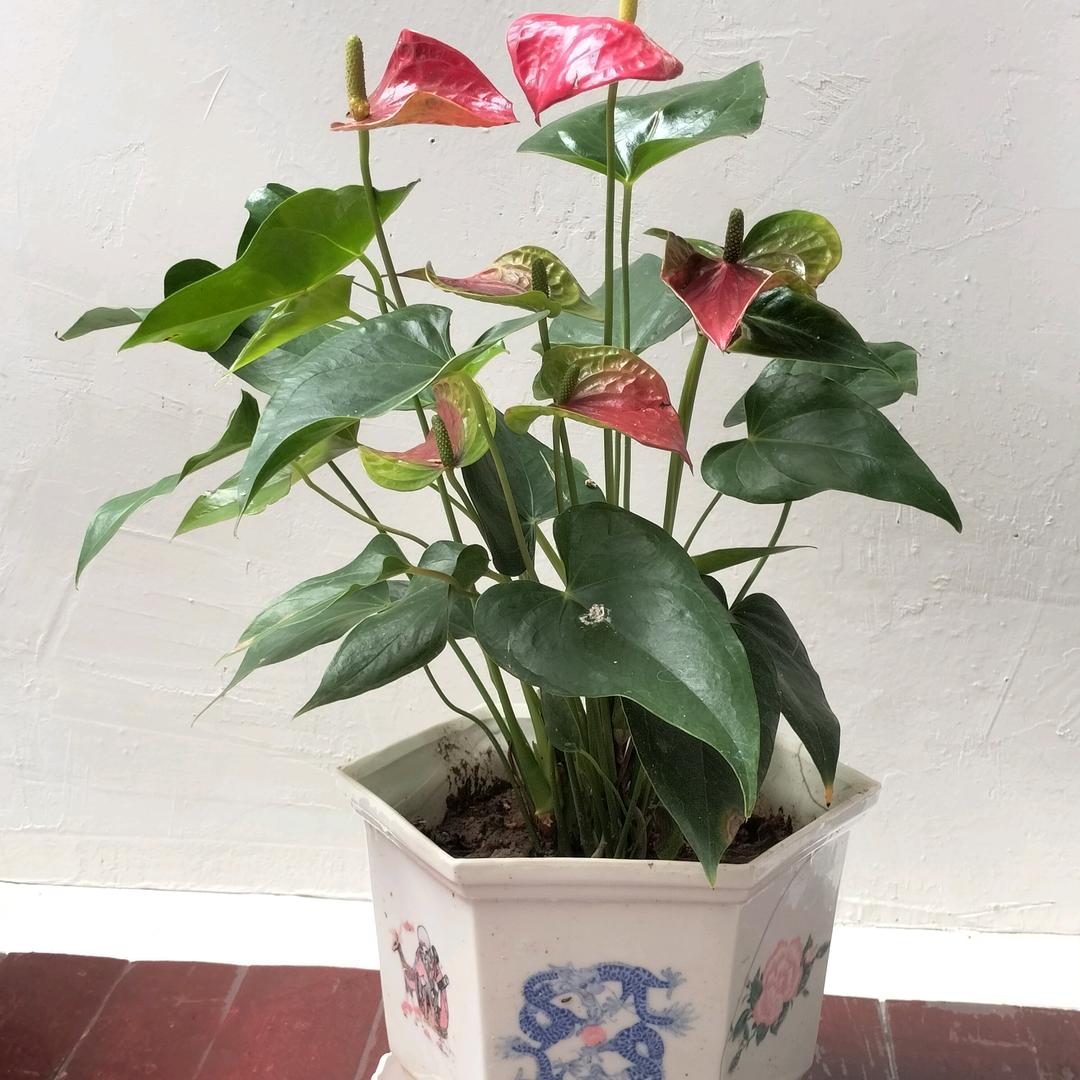 片片枫叶情
