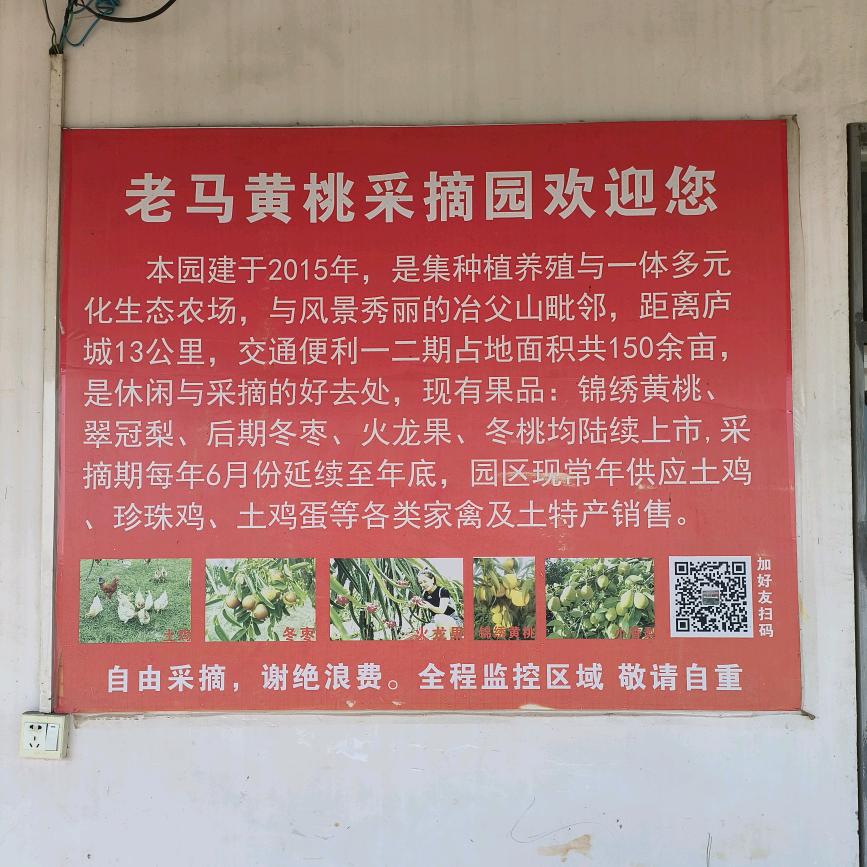 老马黄桃采摘园