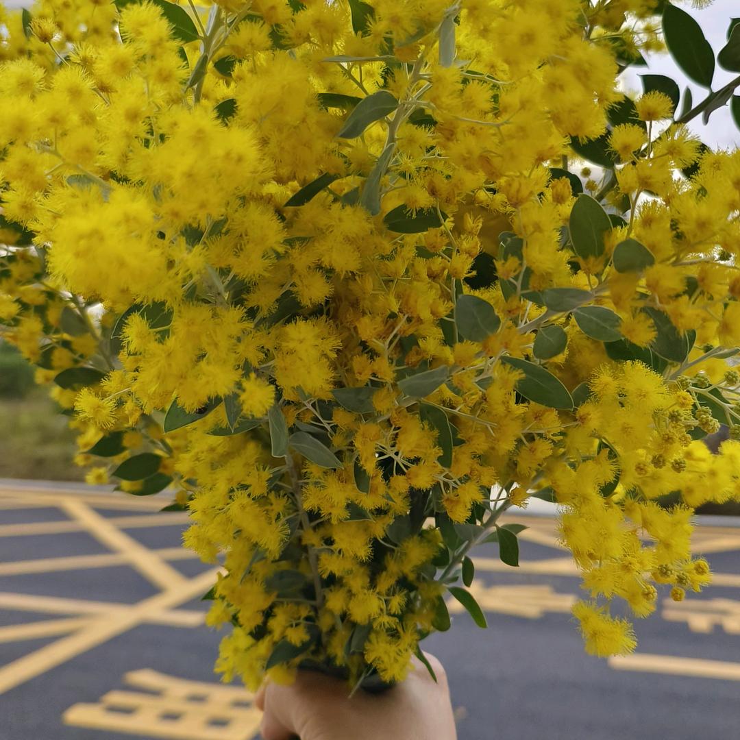 ༄ᐝ挽星⭐️⃟⸜入梦ഒᩚ࿐