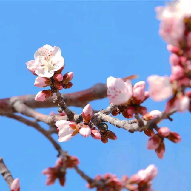 福禄呈祥