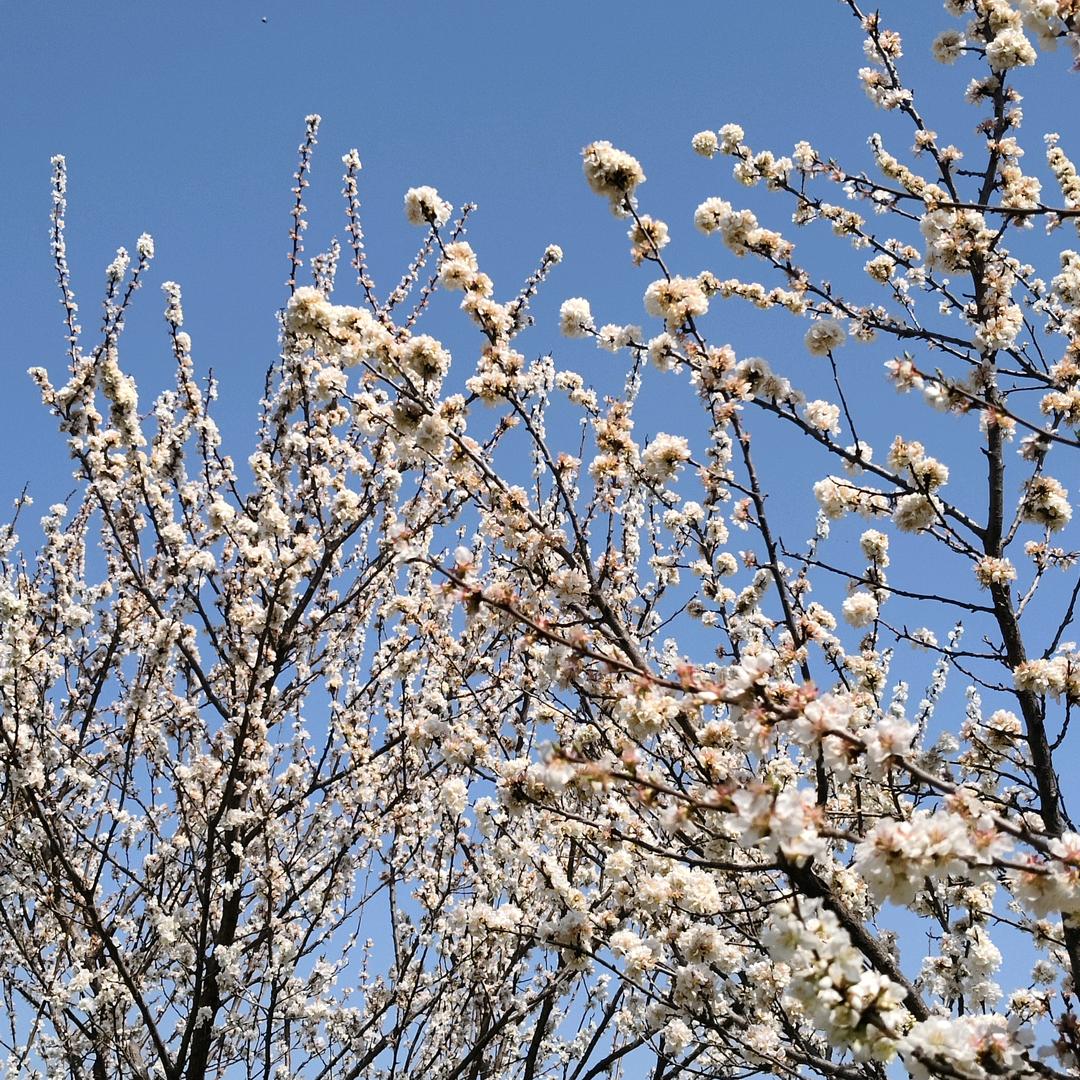 Ⅰ