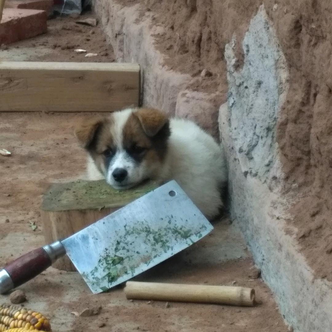 咕嘟泡的喵