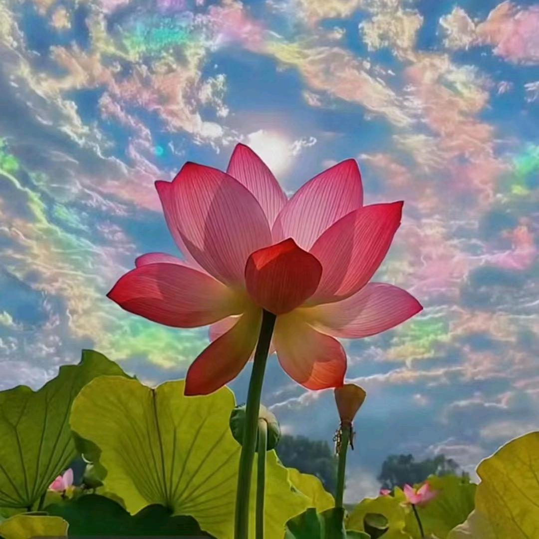 布衣师兄