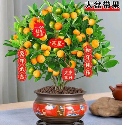 家有金桔福满门