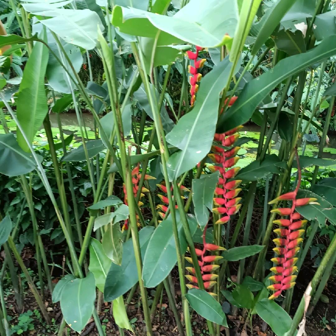 张庭菊