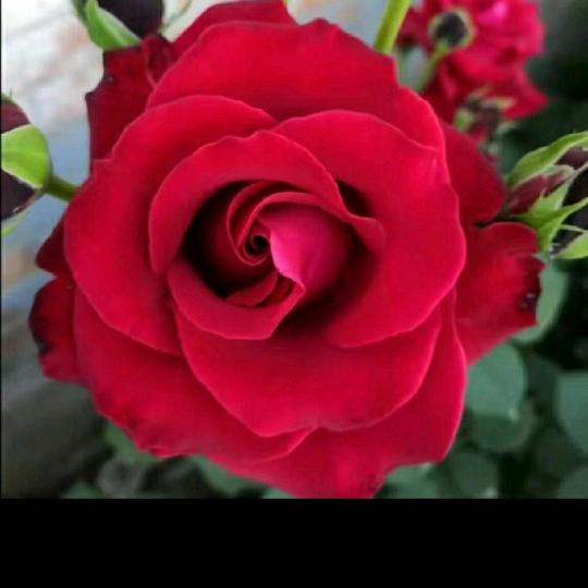快乐二姐