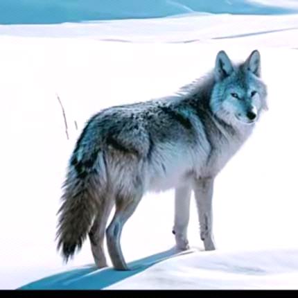 无缘情感，何来知己？《九号公司，1688