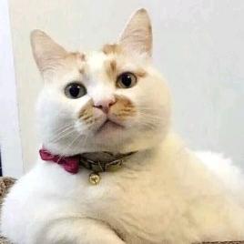 狗策划