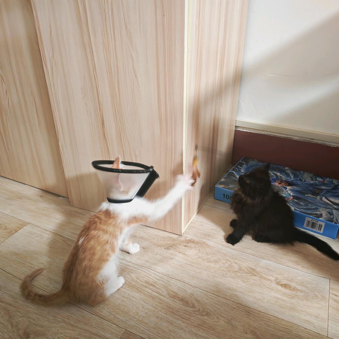 黑妹和橘哥的成长故事🥰