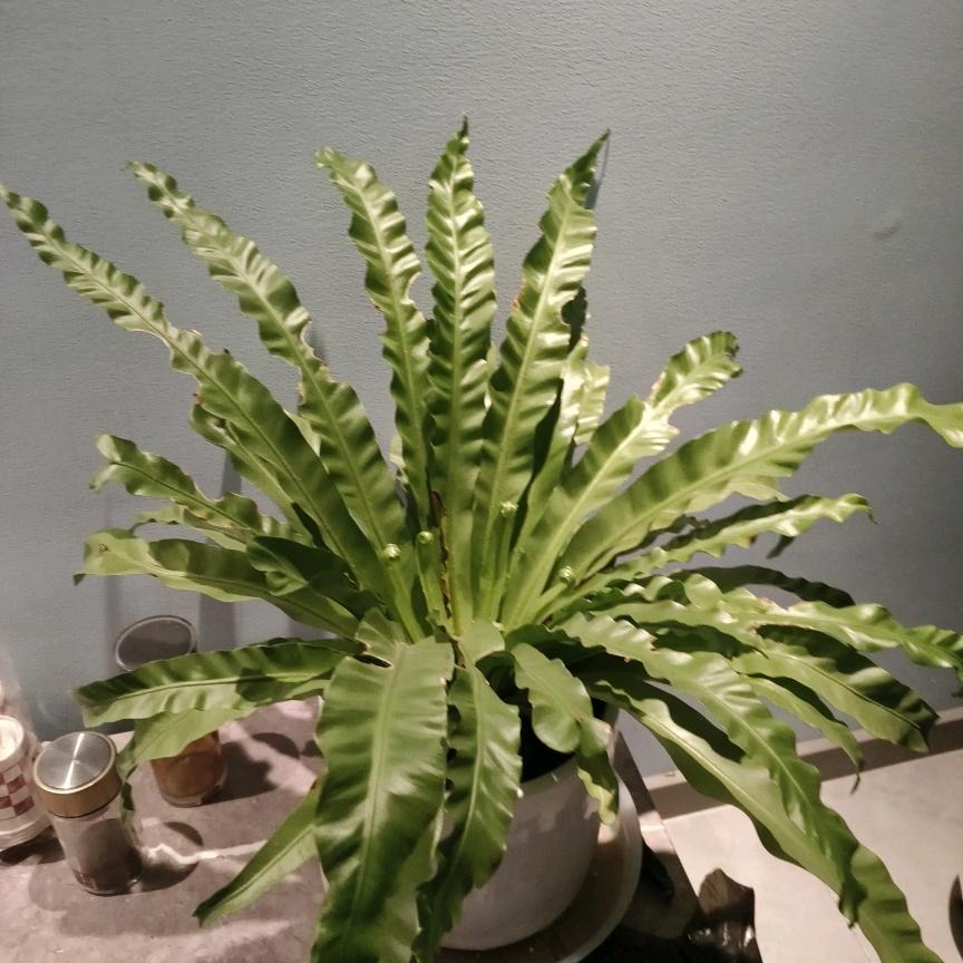 人走茶凉