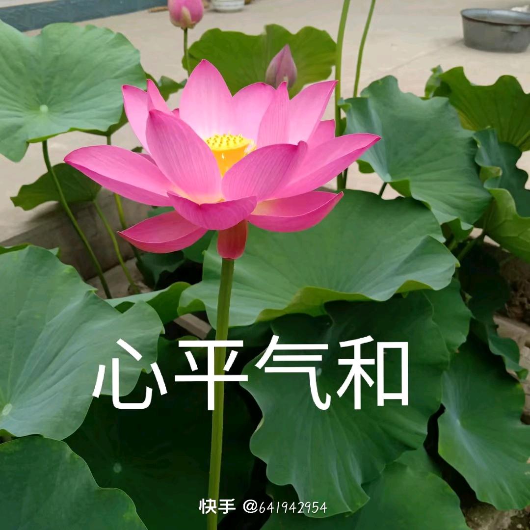 人生如戏