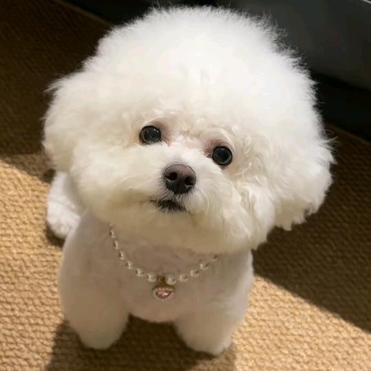 棒棒