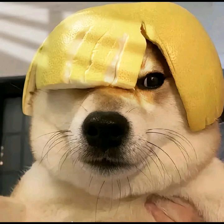 👉李子👈