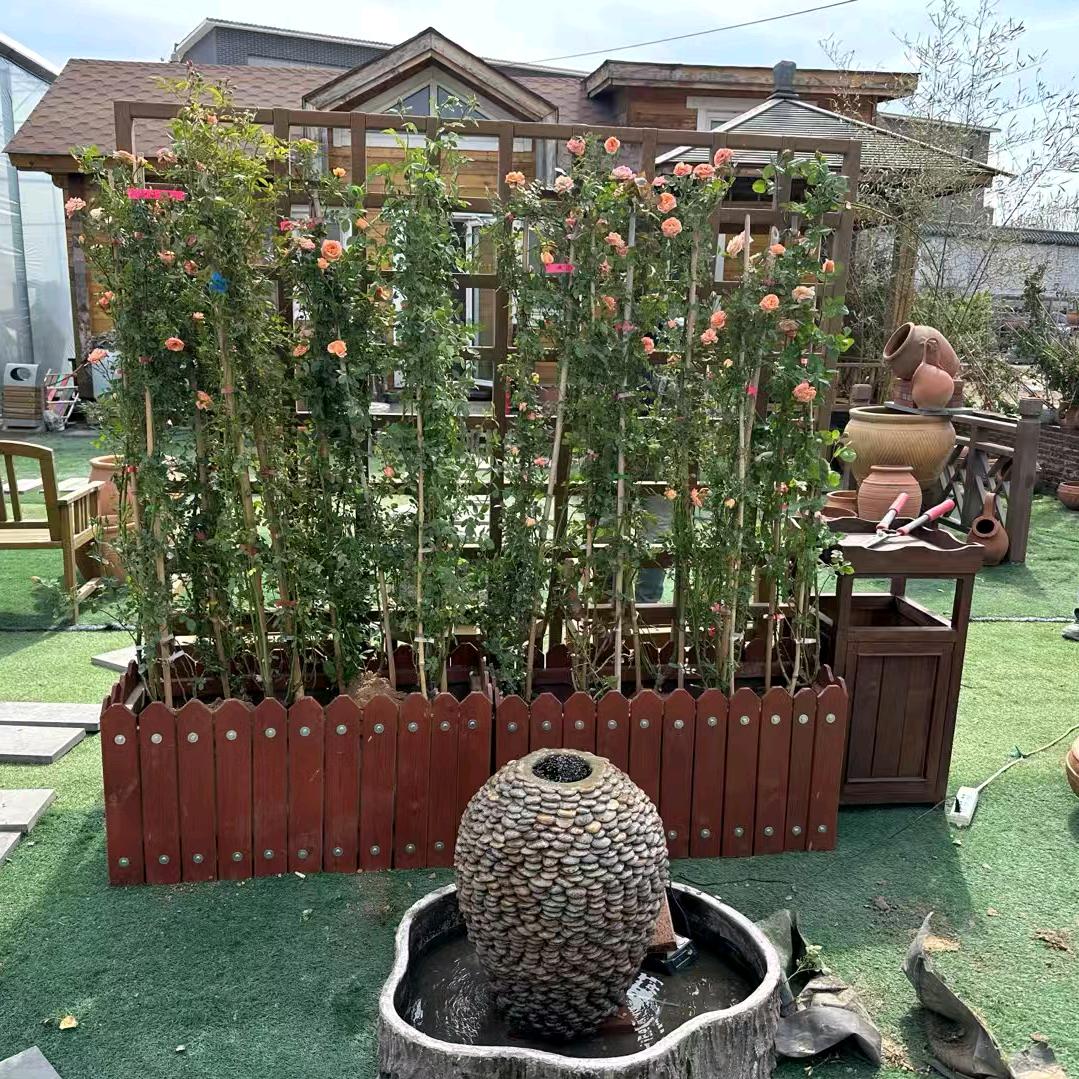 太原庭院用品花树果树各种苗木销售