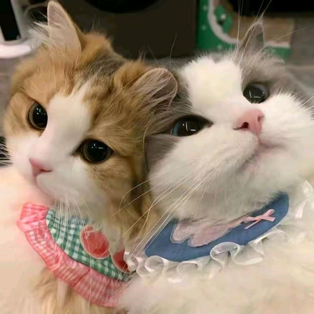 不要蕉绿