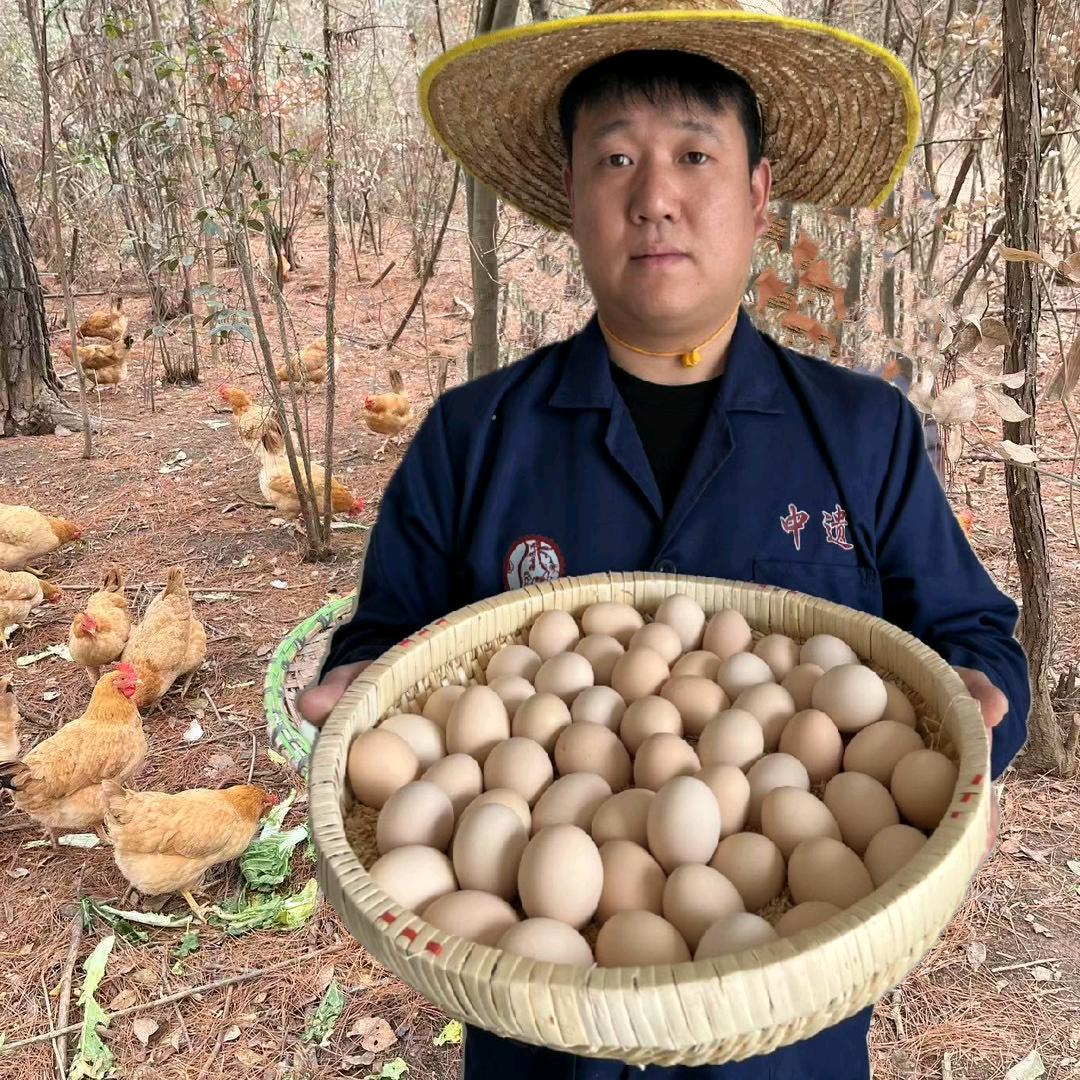 太行山农养溜达鸡