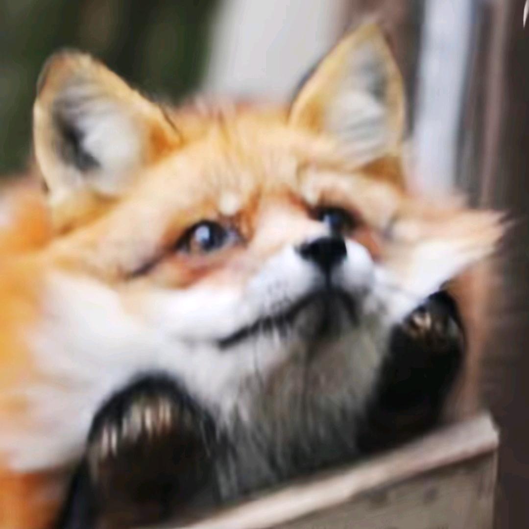 玉米面狐狸精