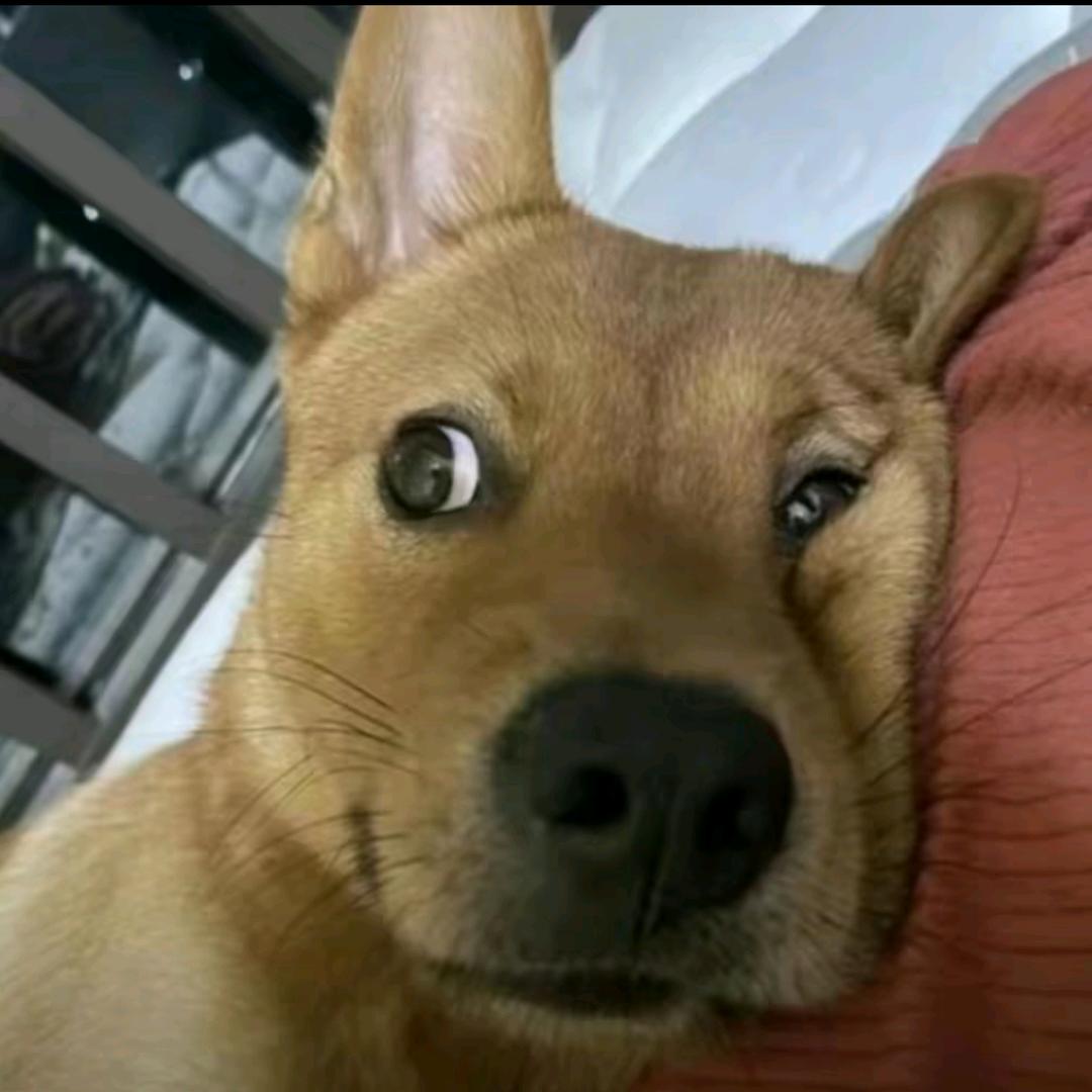 狂暴壳子