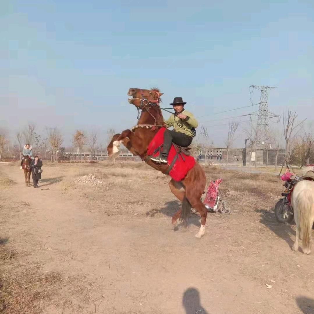 驯马师