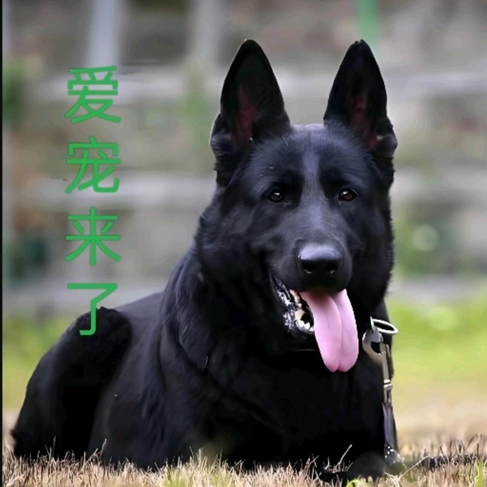 爱宠来了