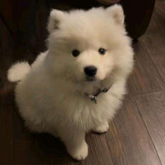 重生之190腹肌男大调戏牛爷爷被小丽暴打