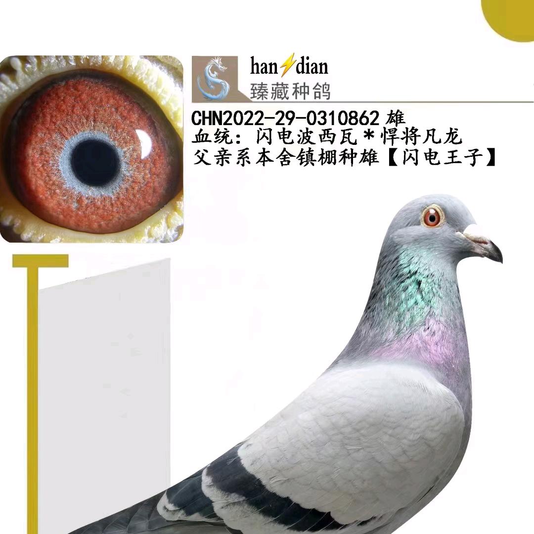 宁夏闪电鸽舍。