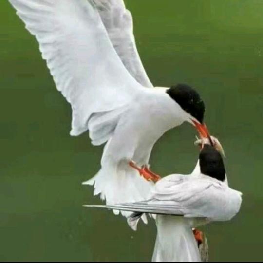 装修哥🍎🍎🌹🌹❤❤