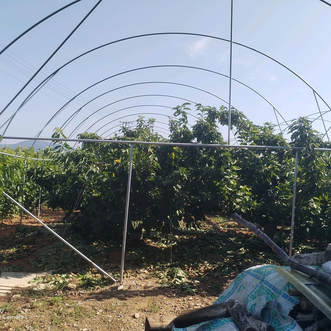 批发羊粪小伙建樱桃防雨棚
