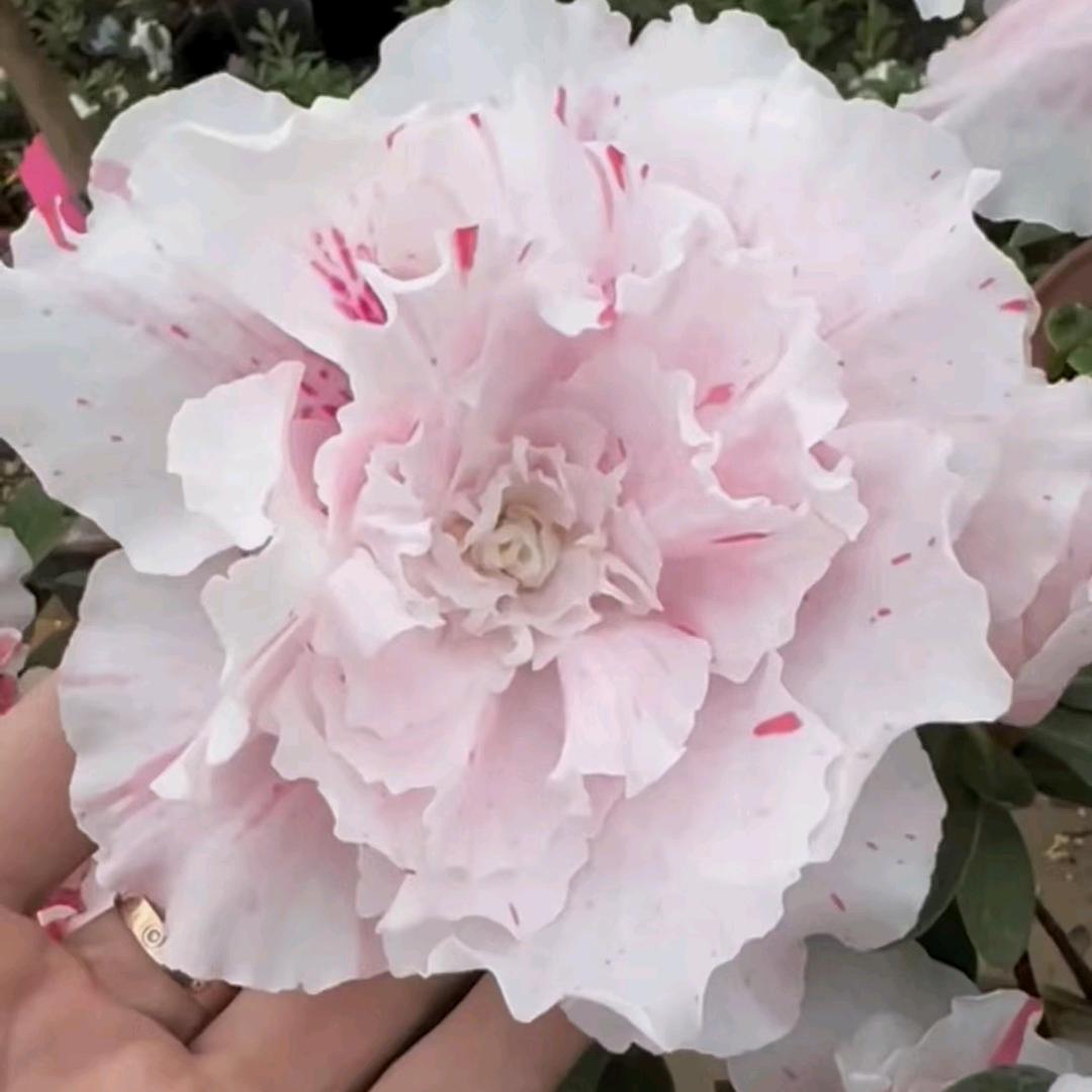 蘑小呆 五宝系杜鹃