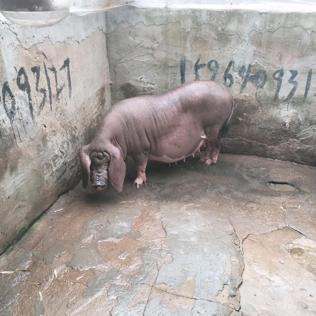 山东母猪哥，，