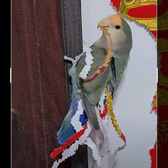 昆哥