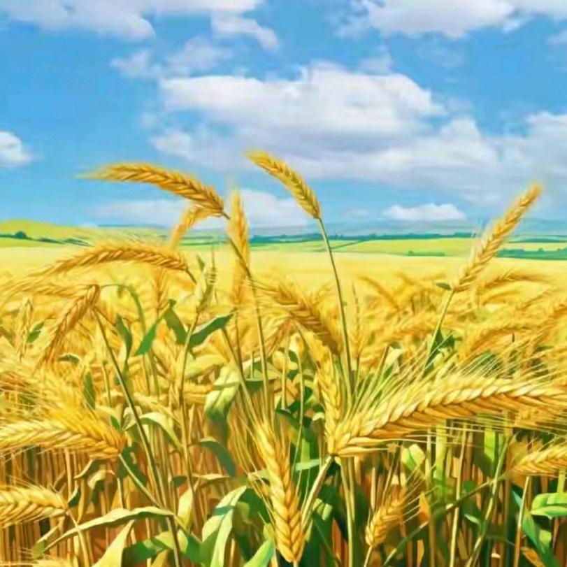 金色阳光。。。