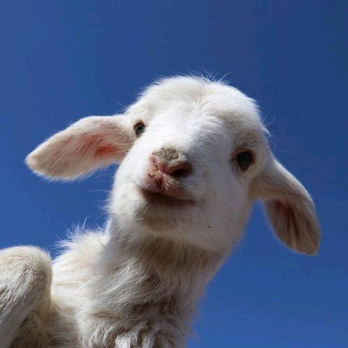 羊🐏爱吃草