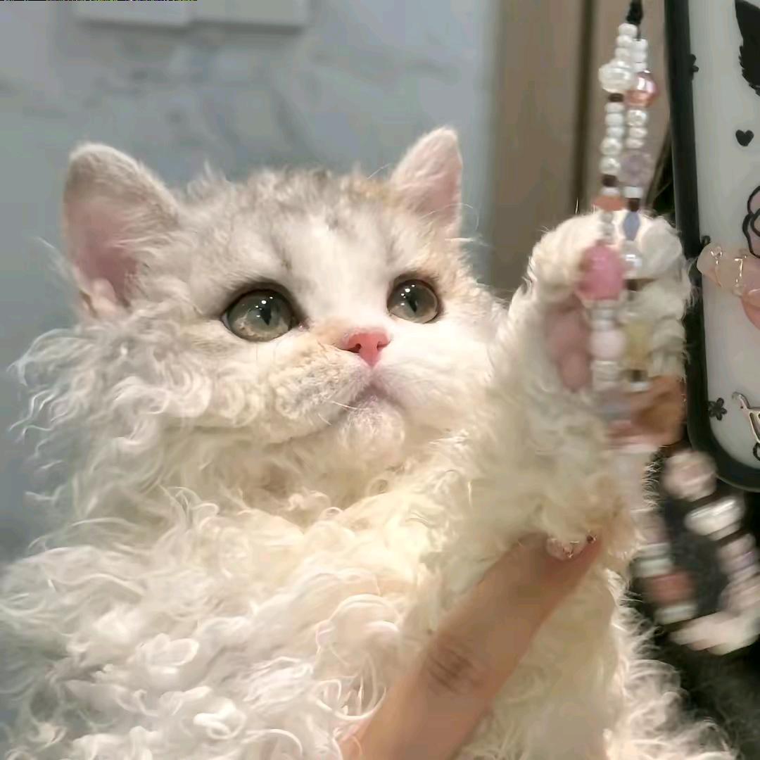 瞌睡小狗