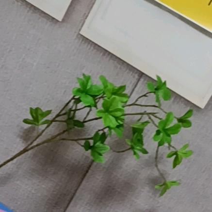 爱生活的小羅子