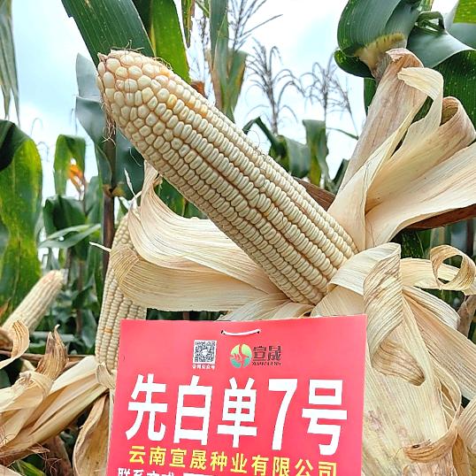 镇雄县一禾丰农业