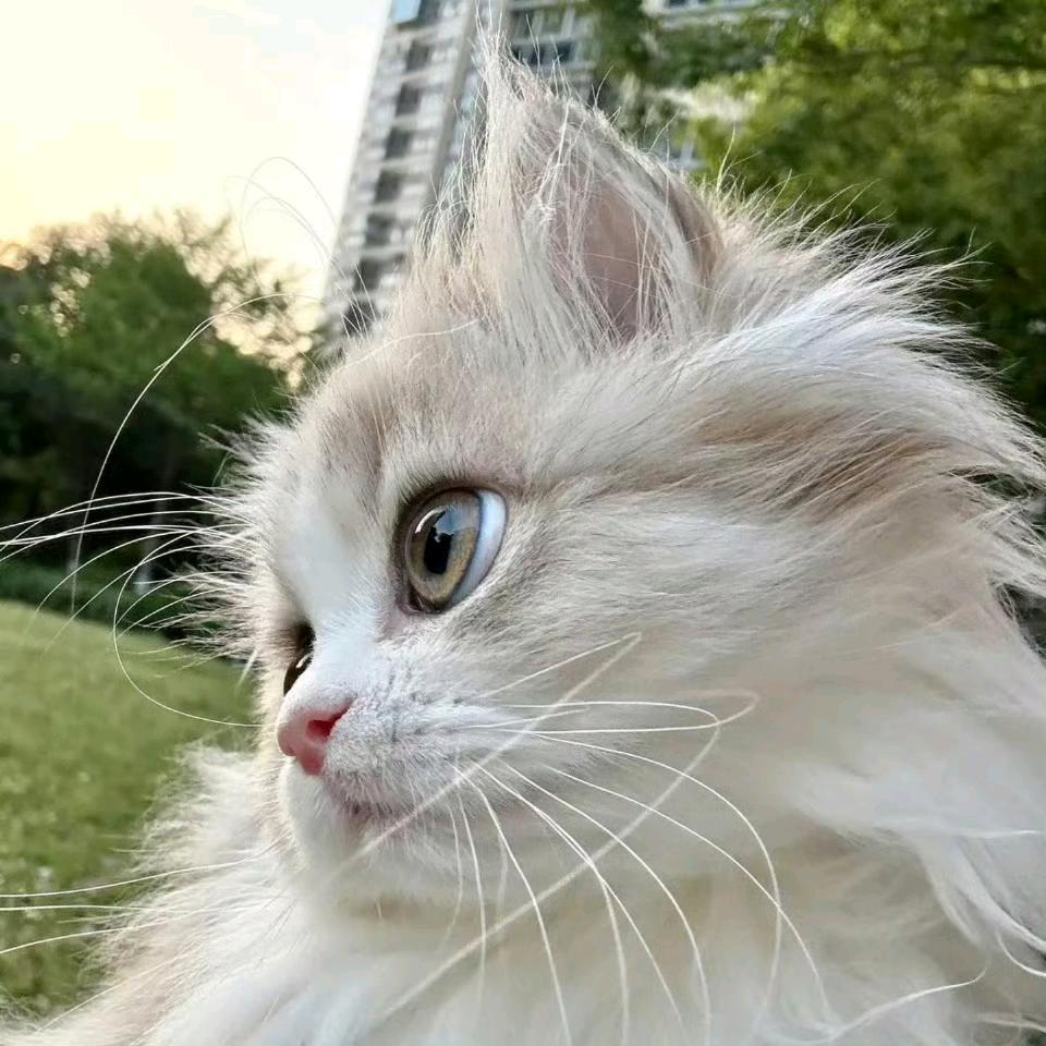 加辣西红柿🍅.