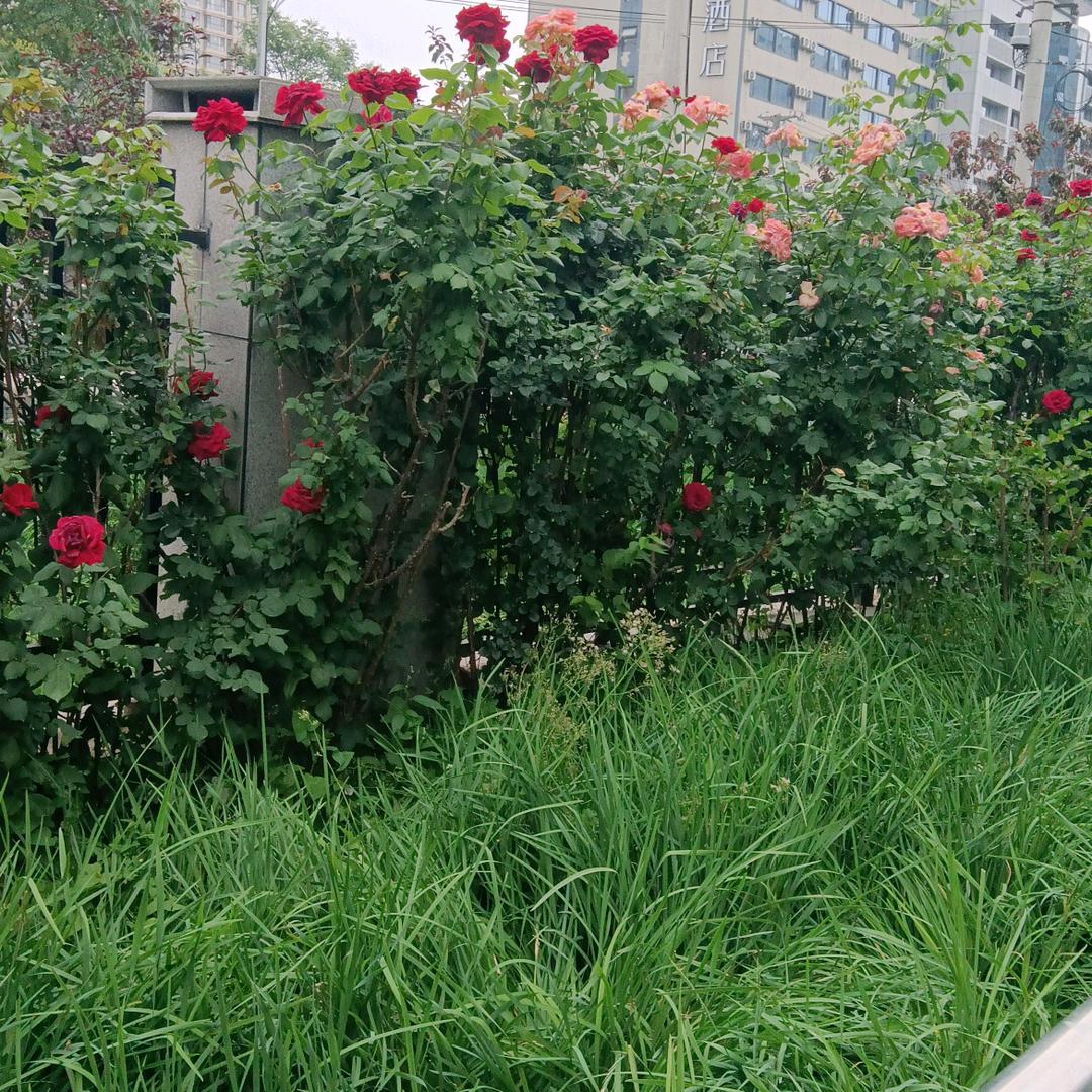 赵照好物