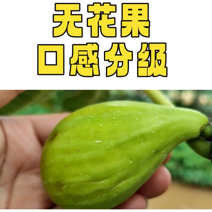 无花果研究