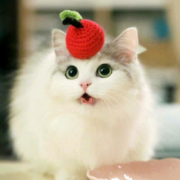 猫小辰