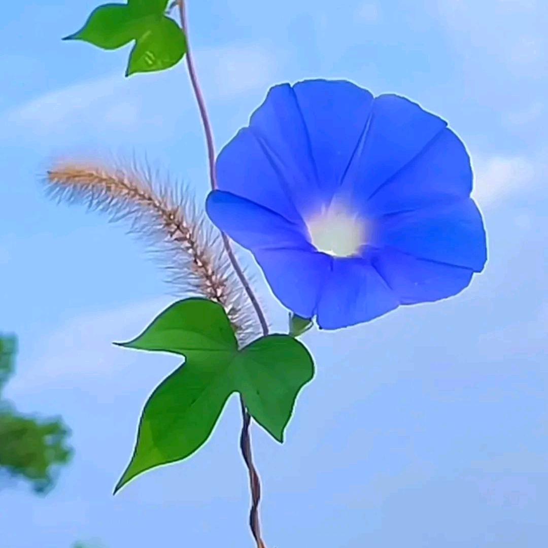 淡忘（你若安好，便是晴天）