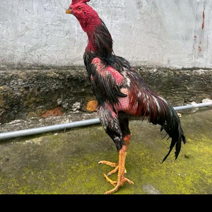 毕节市∞杨春林