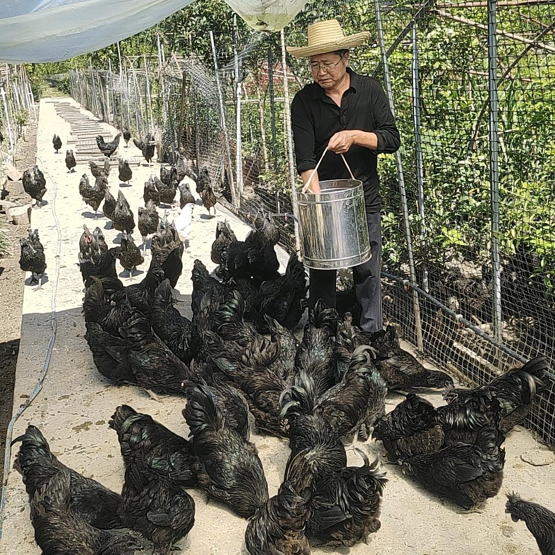 辉成哥平利本地乌鸡