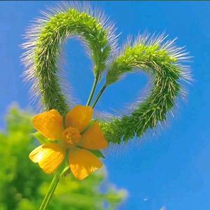 一花世界