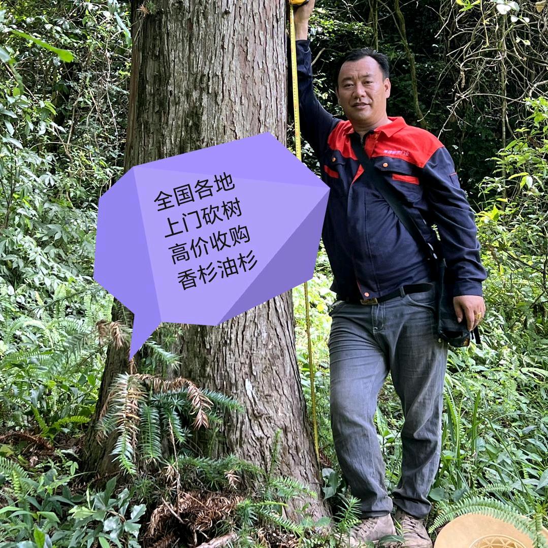 @老林杉木王（100年老香杉）